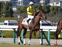 新馬（牝）　本馬場入場