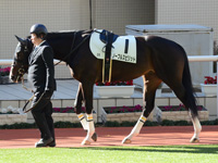 パドック