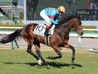 未勝利　キャンター