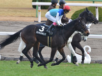 福寿草特別（500万）　キャンター