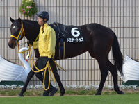福寿草特別（500万）　パドック