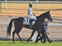 新馬　本馬場入場