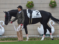 新馬　パドック