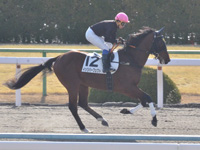 未勝利　キャンター