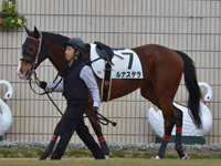 未勝利　パドック