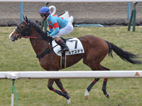 未勝利　キャンター