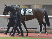 新馬　パドック
