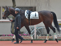 新馬　パドック