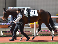 未勝利　パドック