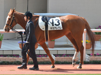 未勝利　パドック