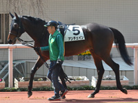 未勝利　パドック