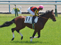 未勝利　キャンター
