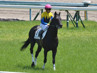 500万下　本馬場入場