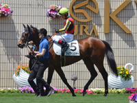 500万下　パドック（騎乗周）