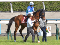 第66回 京都新聞杯（ＧII）　本馬場入場