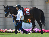 第66回 京都新聞杯（ＧII）　パドック