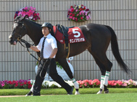 第66回 京都新聞杯（ＧII）　パドック