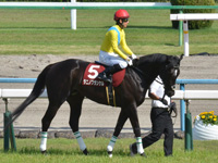 第66回 京都新聞杯（ＧII）　本馬場入場