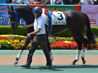 未勝利　パドック