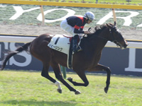 東京4R　新馬　リビーリング