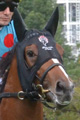 グランデストラーダ写真