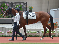 新馬　パドック