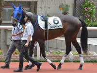 新馬　パドック
