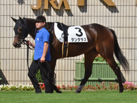 新馬　パドック