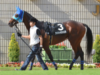 紫菊賞（500万）　パドック
