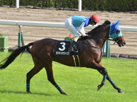 紫菊賞（500万）　キャンター