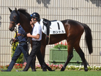 新馬　パドック