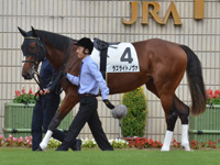 新馬　パドック