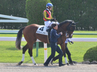 新馬　本馬場入場