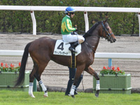新馬　本馬場入場
