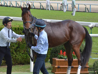 新馬　口取り