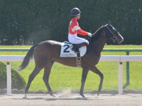 未勝利　本馬場入場
