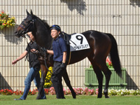新馬　パドック
