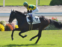 新馬　キャンター