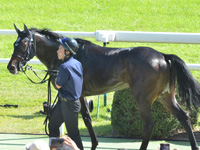 新馬　口取り