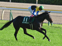 第7回 アルテミスステークス（ＧIII）　キャンター