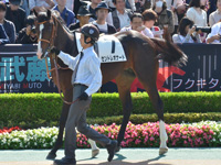 新馬　パドック