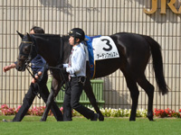 新馬　パドック