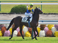 未勝利　本馬場入場