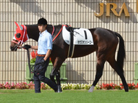 新馬　パドック