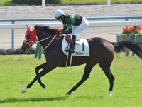 新馬　キャンター