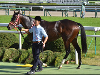 新馬　口取り
