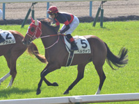新馬（牝）　本馬場入場