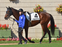 新馬　パドック