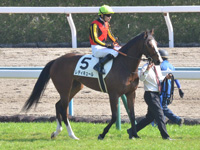 新馬　本馬場入場