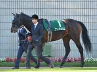 第5回 京都2歳ステークス（ＧIII）　パドック